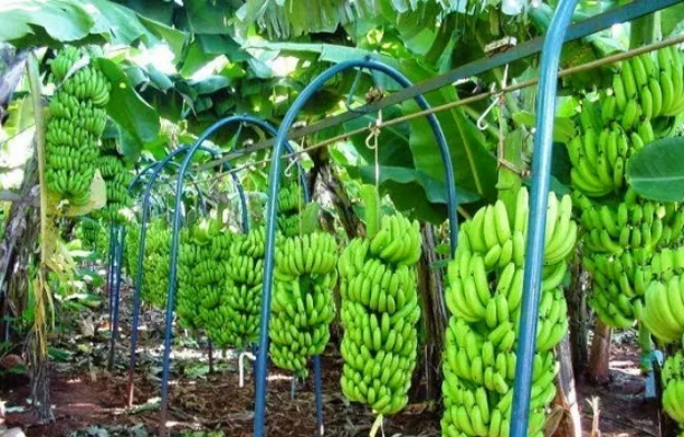 Banana de Bom Jesus da Lapa recebe certificação nacional como produto de qualidade diferenciada