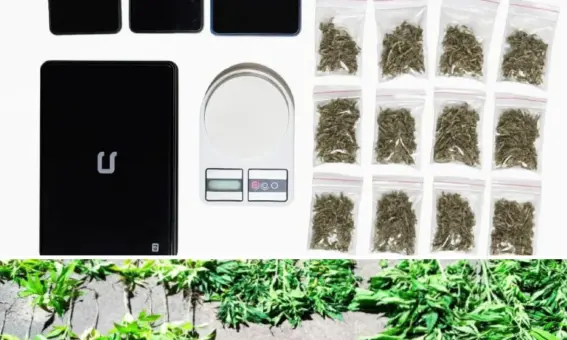 Polícia apreende pés de maconha e prende três suspeitos em Mucugê