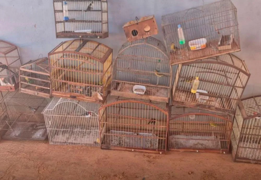 CIPPA/Lençóis resgata 17 aves silvestres mantidas em cativeiro irregular em Rio do Pires e Caturama