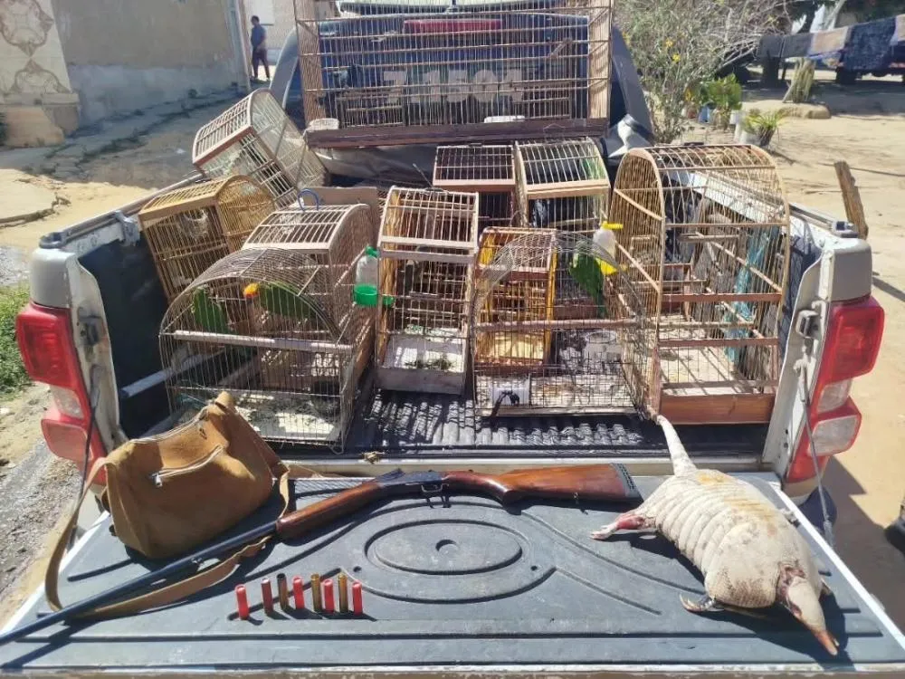 CIPPA/Porto Seguro apreende arma, munições e tatu abatido em Vitória da Conquista