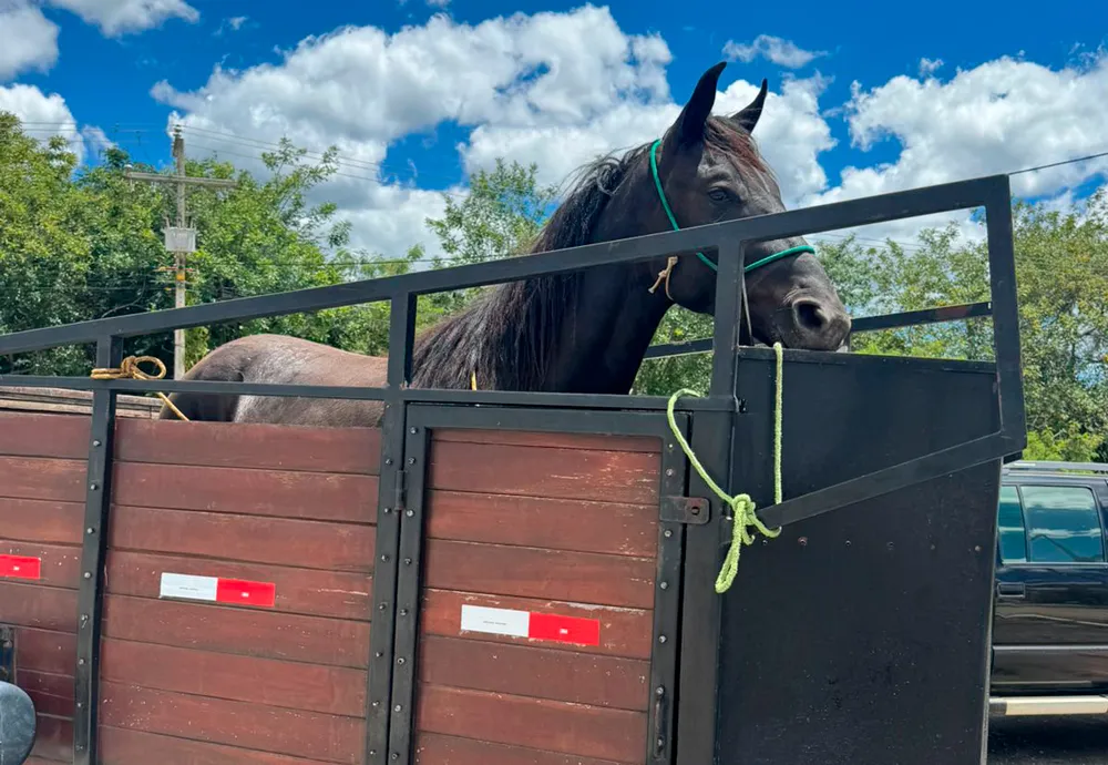 Polícia Rodoviária Estadual intercepta veículo com transporte irregular de animal na BA