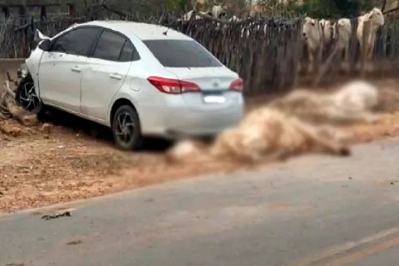 Adolescente atropela rebanho bovino e invade curral em estrada rural de Brumado