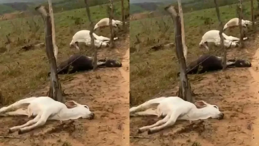 Descarga elétrica atinge fazenda e mata oito animais em Boquira