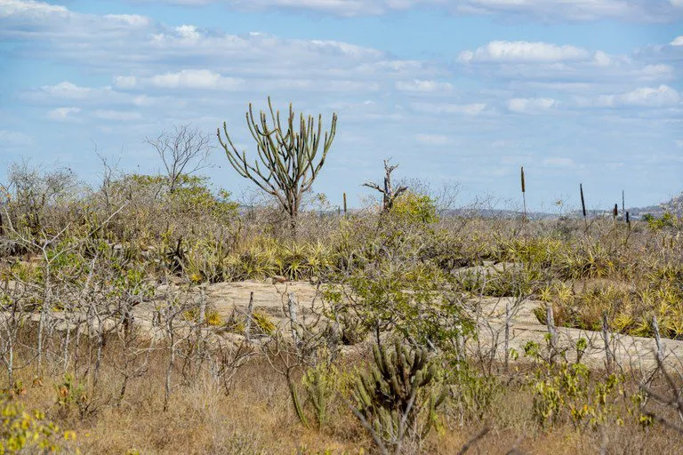 Dia Nacional da Caatinga: bioma é trunfo brasileiro na redução do aquecimento global