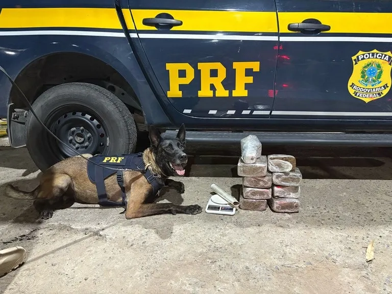 Em fiscalização na BR-116, PRF apreende substâncias entorpecentes em ônibus de turismo