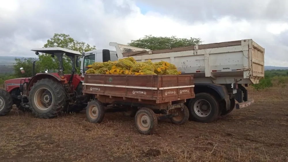 Enfrentamento à seca: SDR distribui 90 mil mudas de palma para famílias agricultoras de Livramento de Nossa Senhora