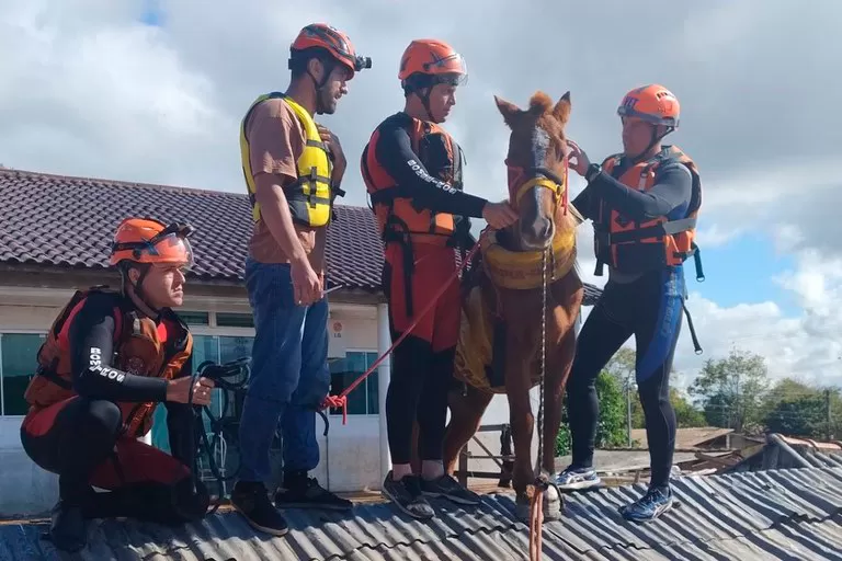 Cavalo Caramelo é resgatada depois de ficar ilhada em telhado em Canoas-RS