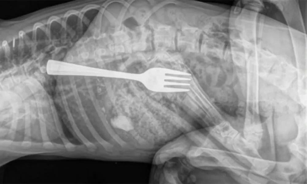 Mulher engole garfo durante refeição em Guanambi 