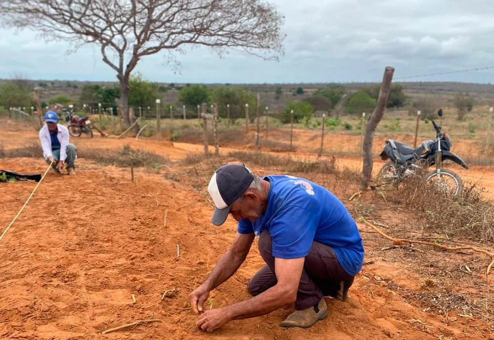 Implantação de maniveiros garante aumento de produção e produtividade de mandioca no Sudoeste Baiano