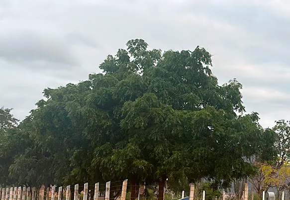 Município de Brumado proíbe plantio de Nim Indiano para preservação ambiental