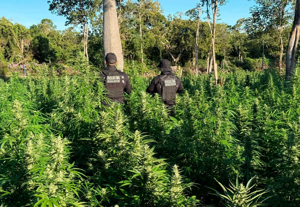FICCO Bahia, PM, PC e DPT localizam roça com aproximadamente 50 mil pés de maconha