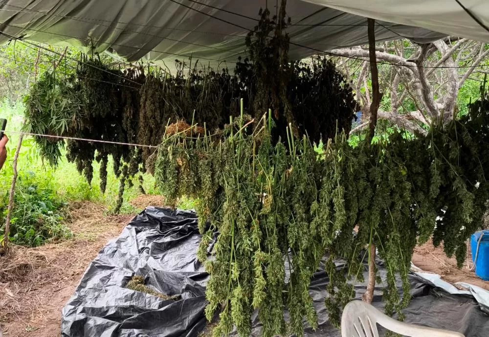 Cipe Nordeste e 5º Batalhão da PM erradicam dez mil pés de maconha em Monte Santo