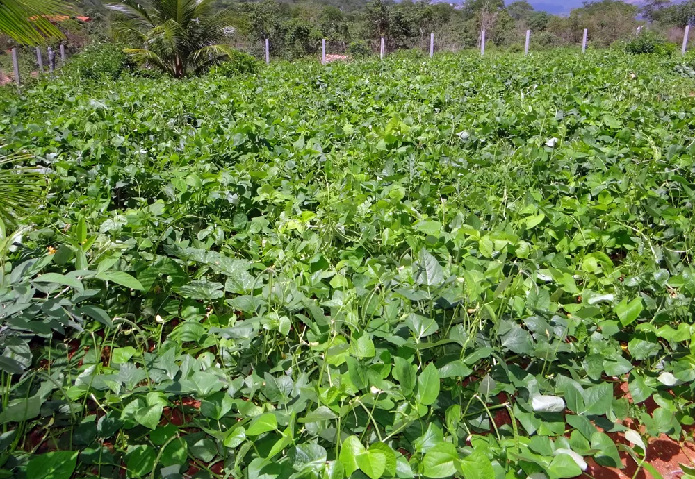 Ministérios assinam acordo para impulsionar agricultura familiar