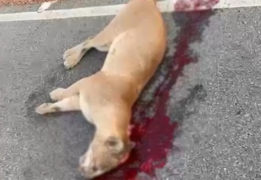 Onça Sussuarana é encontrada morta na BA-142 entre Ituaçu e Tanhaçu