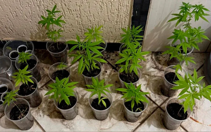 Polícia Militar apreende plantação de maconha em residência no Loteamento José Augusto, em Macaúbas