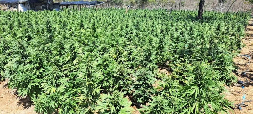 FICCO e PM desarticulam laboratório de produção de maconha intensiva em Irecê