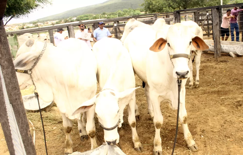  Bahia: 2ª Etapa de Vacinação Contra a Febre Aftosa