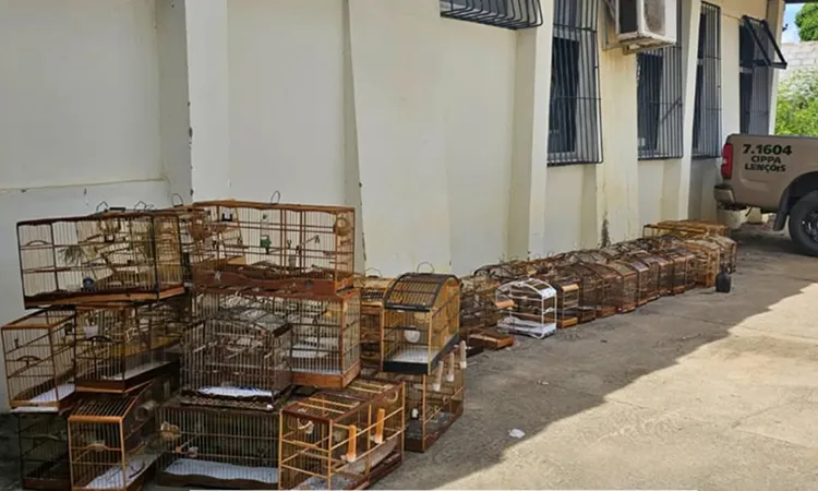 CIPPA Lençóis apreende 61 aves silvestres e 63 gaiolas em evento irregular de canto de pássaros em Iaçu