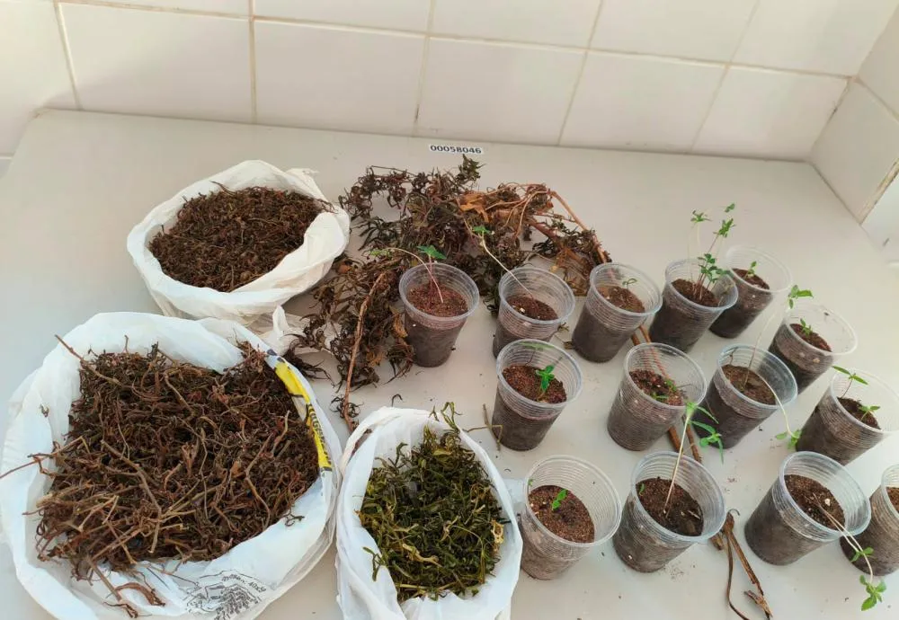 Polícia Militar apreende pés de maconha e detém suspeito em área rural de Guanambi