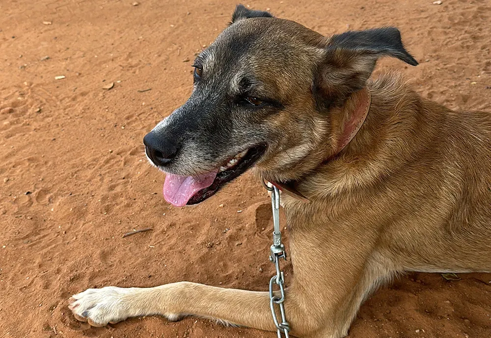 Brasil completa 10 anos sem raiva humana transmitida por cães e reforça vacinação na fronteira