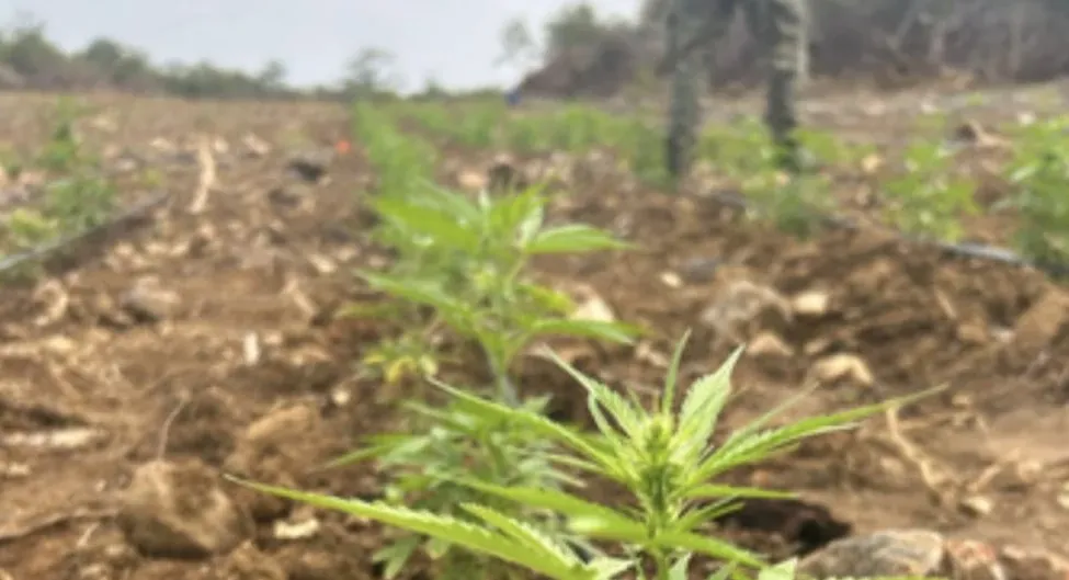 Polícia encontra plantação com 50 mil pés de maconha e arma de fogo em Iramaia