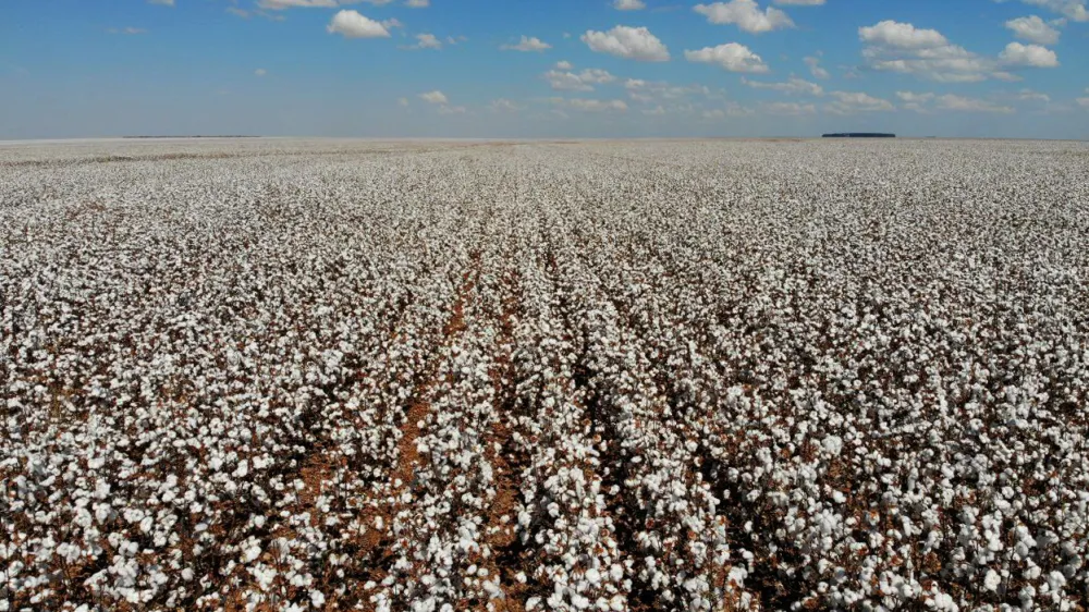 Agricultura baiana alcança recorde de R$ 55,5 bilhões e cresce 16,9% em 2025