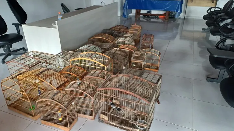 Operação Rotas da Fauna resgata 67 aves silvestres e apreende produtos ilegais em Feira de Santana