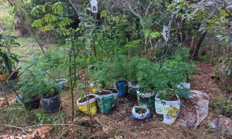 Polícia descobre plantação de maconha na zona rural de Ibicoara após denúncia anônima