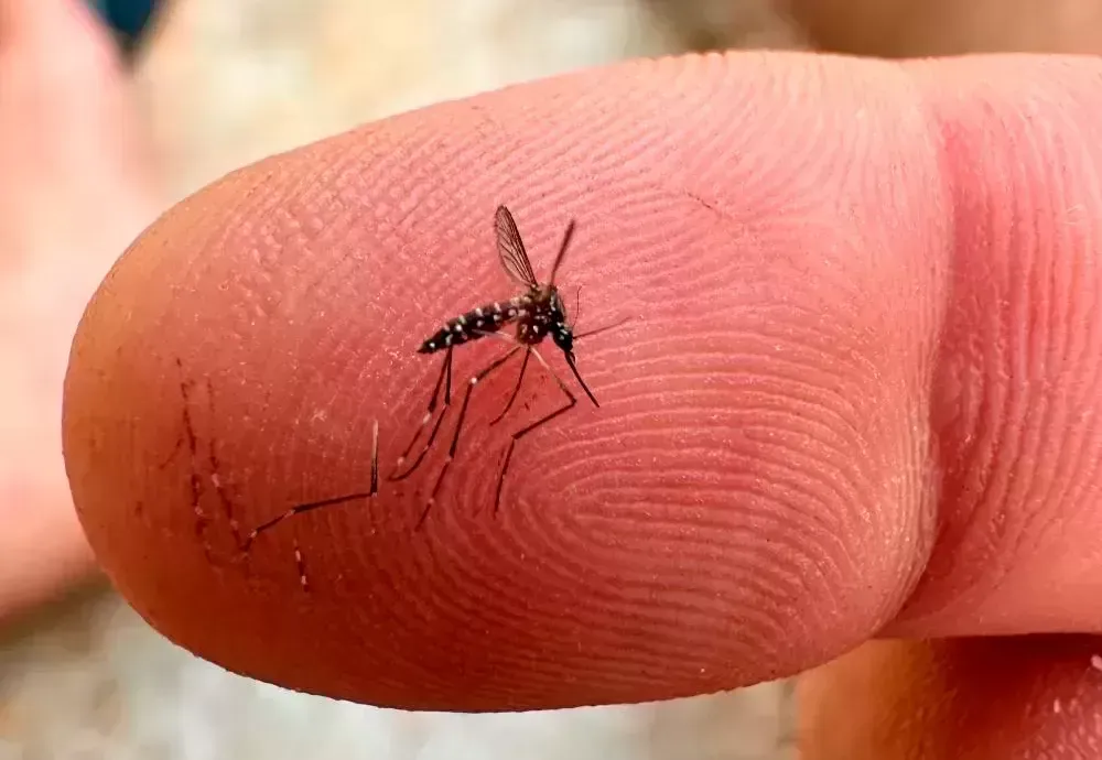 Aedes aegypti: quase metade dos municípios está em alerta ou risco