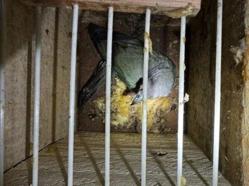 PRF resgata aves silvestres em condições de maus-tratos em ônibus na BR-116, em Vitória da Conquista