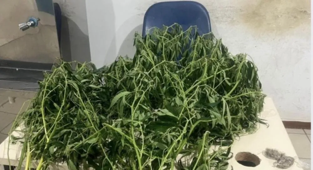 Guarnição da 80ª CIPM localiza plantação de maconha em Encruzilhada