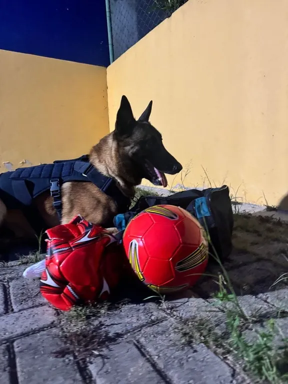 Messi, cão farejador da PRF, localiza drogas escondidas em bolas de futebol na BR-116