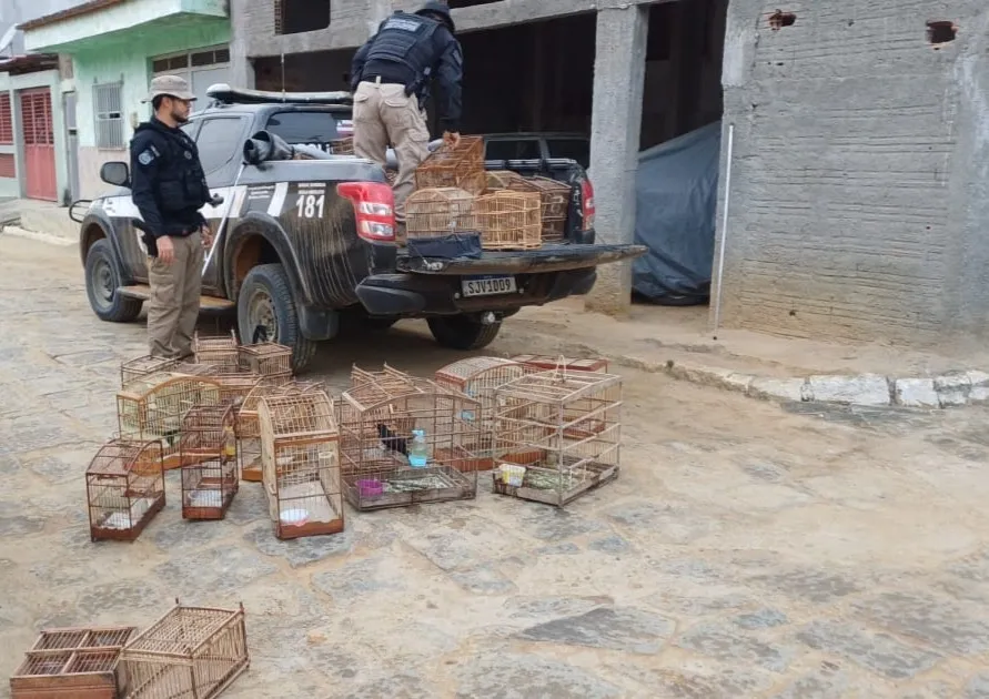 ‘Operação Voo Livre’ desarticula tráfico interestadual de animais silvestres