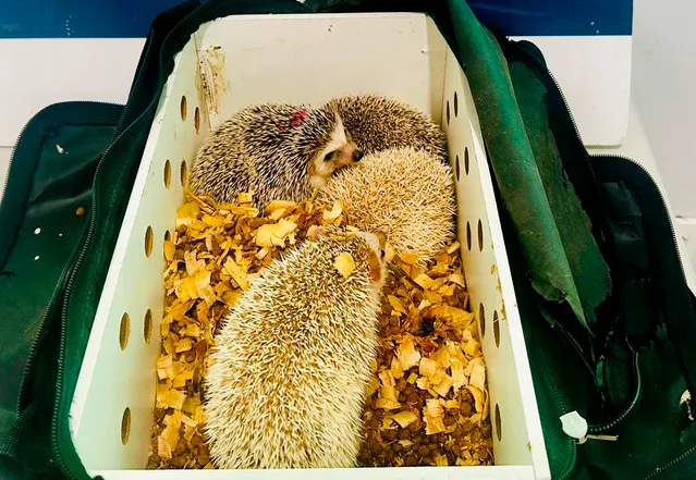 Ouriços exóticos são apreendidos pela PRF em Poções (BA) durante fiscalização na BR-116