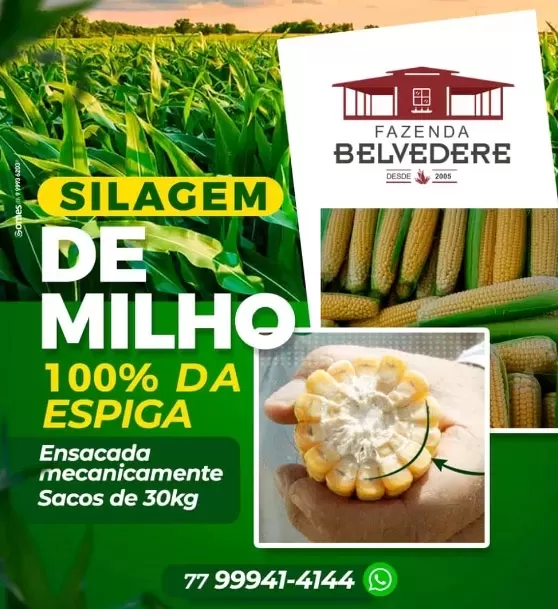 Silagem de milho de qualidade é na Fazenda Belvedere