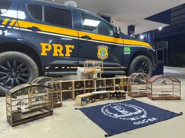 PRF resgata 43 aves silvestres em ônibus interestadual na BR-116, em Vitória da Conquista