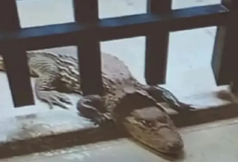 Jacaré Aparece em Campus do IFBA em Brumado e mobiliza Corpo de Bombeiros