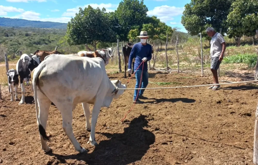 SEMAGRI reforça sanidade animal com vacinação contra brucelose em propriedade rural de Barra da Estiva