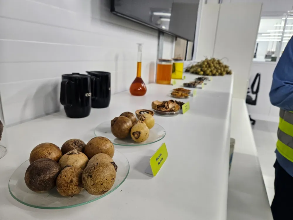 Bahia busca referência em tecnologia para produção de biocombustível a partir da macaúba