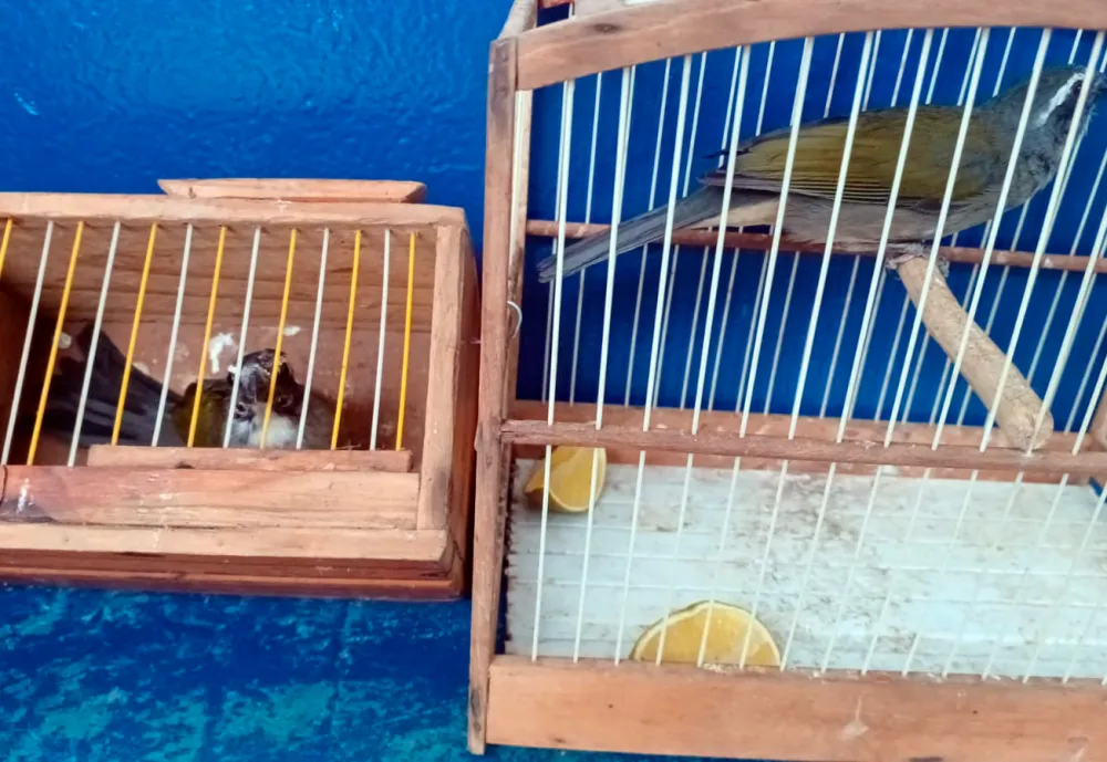 CIPRv/Brumado conduz homem à delegacia por transporte irregular de aves silvestres