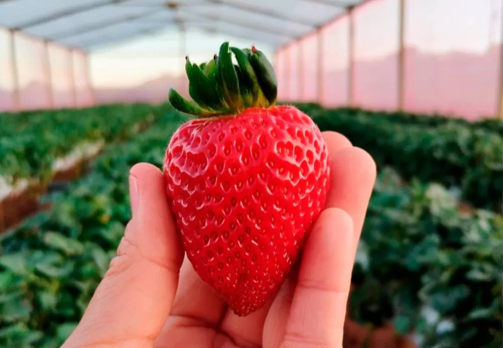 Mucugê terá projeto de cultivo de morangos para mulheres agricultoras em parceria com a CAR