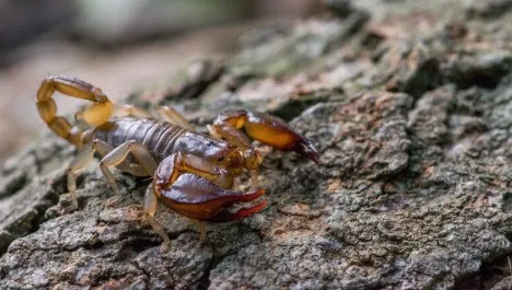 Região Sudoeste da Bahia registra mais de 3.600 acidentes com escorpião em 2025