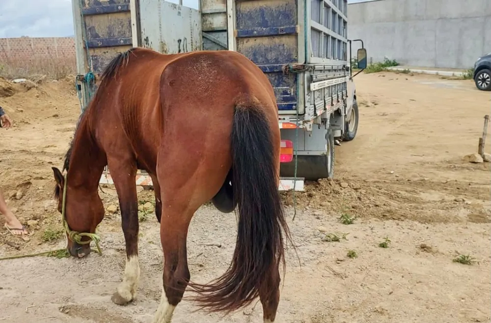 Dois homens são presos em flagrante por receptação de animais furtados em Poções