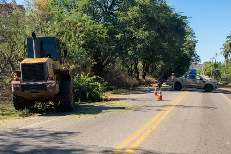 Árvore cai sobre a BR-030 e bloqueia trânsito próximo à Vila Presidente Vargas, em Brumado