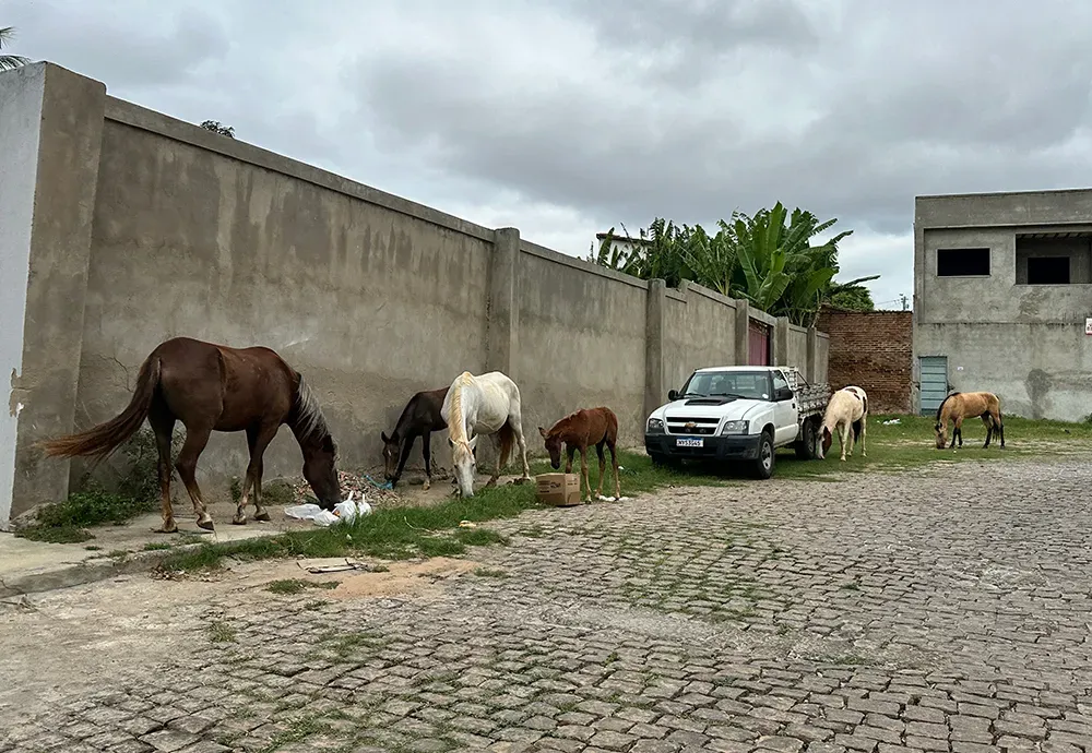 Prefeitura intensifica fiscalização de animais de médio e grande porte nas vias públicas