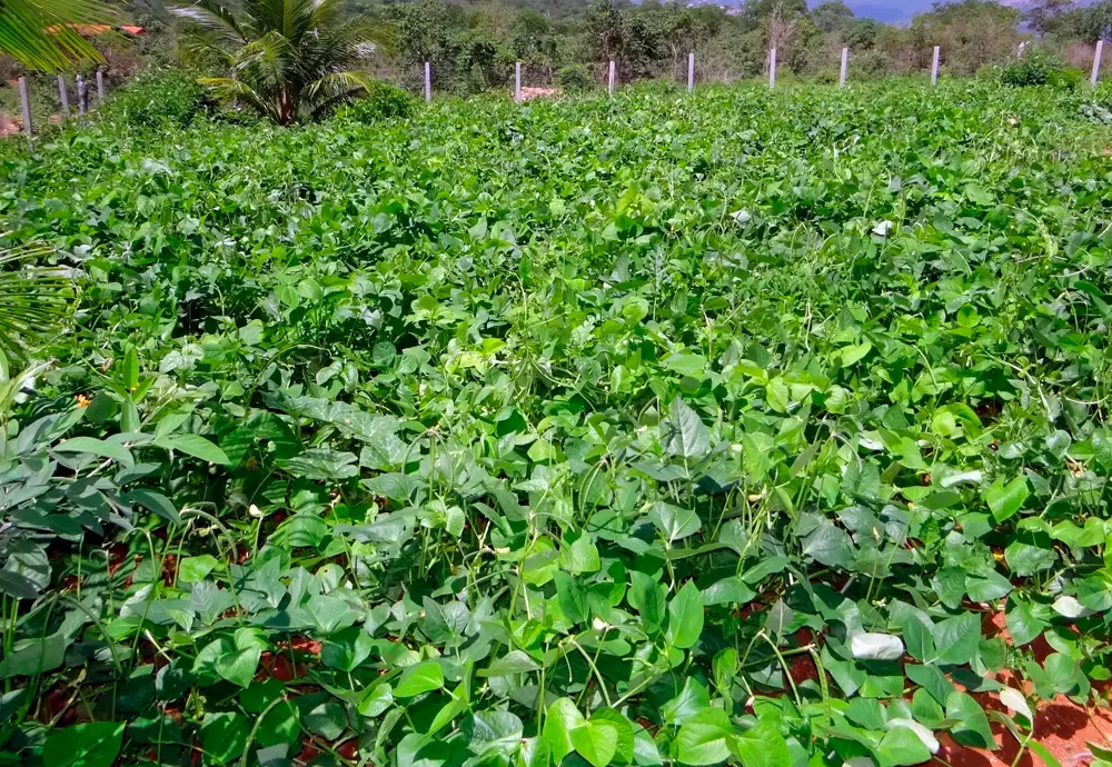 Plataforma do Desenrola renegociará dívidas de agricultores familiares