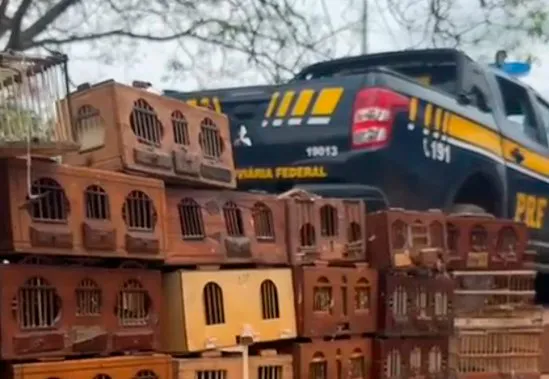 Palmas de Monte Alto: 65 aves silvestres e cão são resgatados em condições precárias