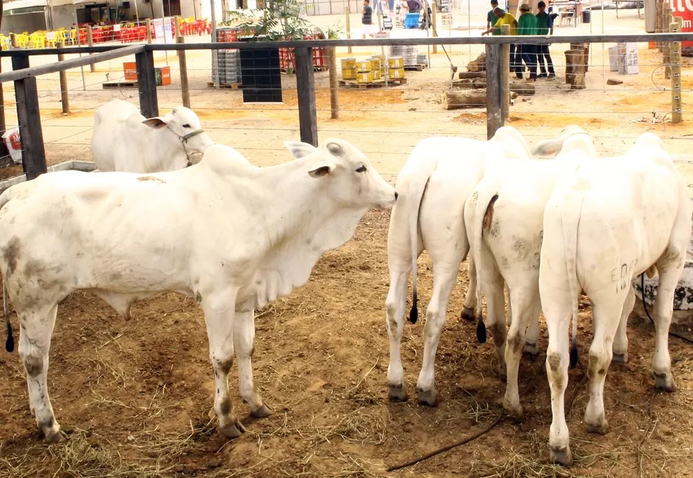 Declaração de vacinação contra a Febre Aftosa é prorrogada até dia 30 de Junho