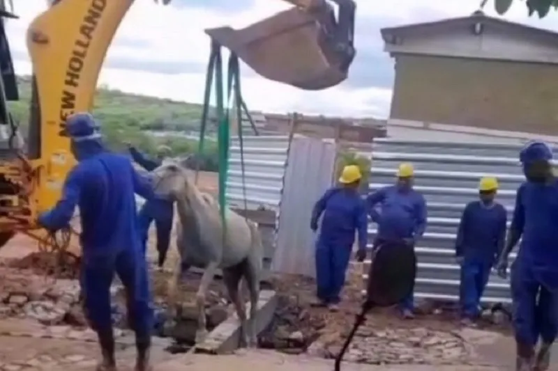 Égua é resgatada após cair em vala no bairro Mercado, em Brumado