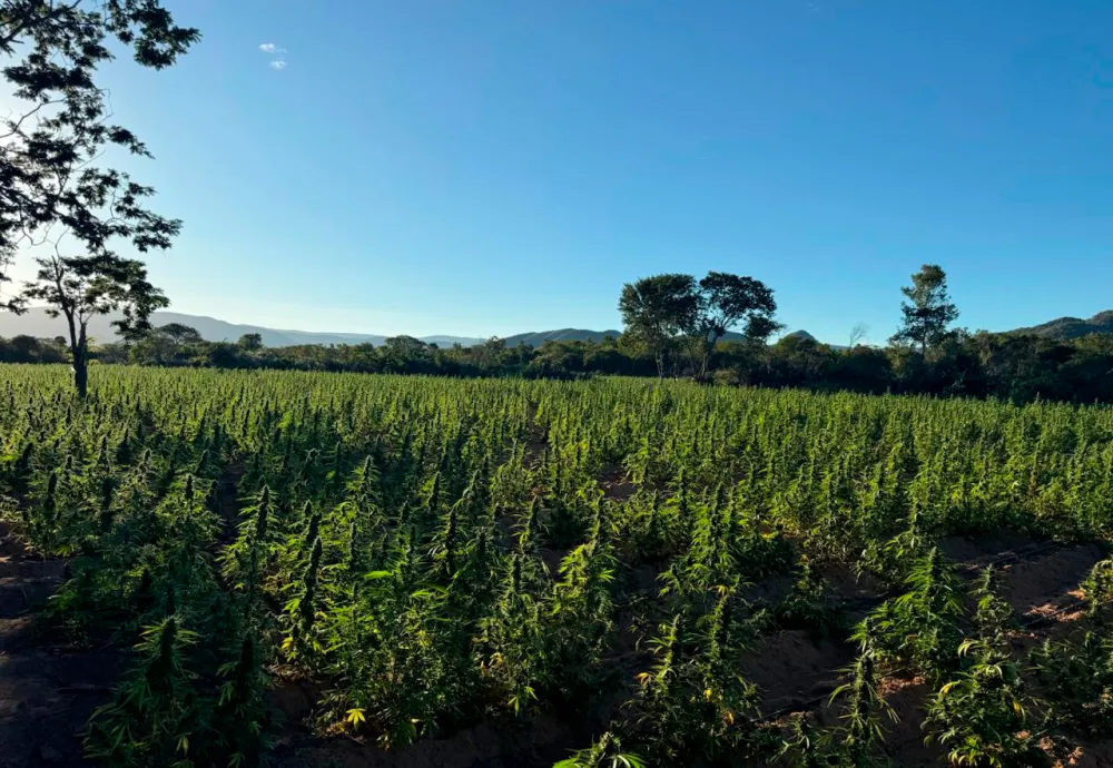 Forças da Segurança Pública chegam a 1 milhão de pés de maconha erradicados em 2026